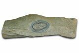 Lower Cambrian Trilobite (Termierella) - Issafen, Morocco #381247-1